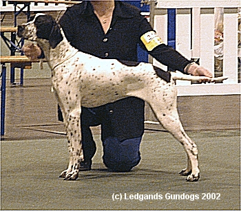 1st Puppy Bitch & Best Puppy in Breed